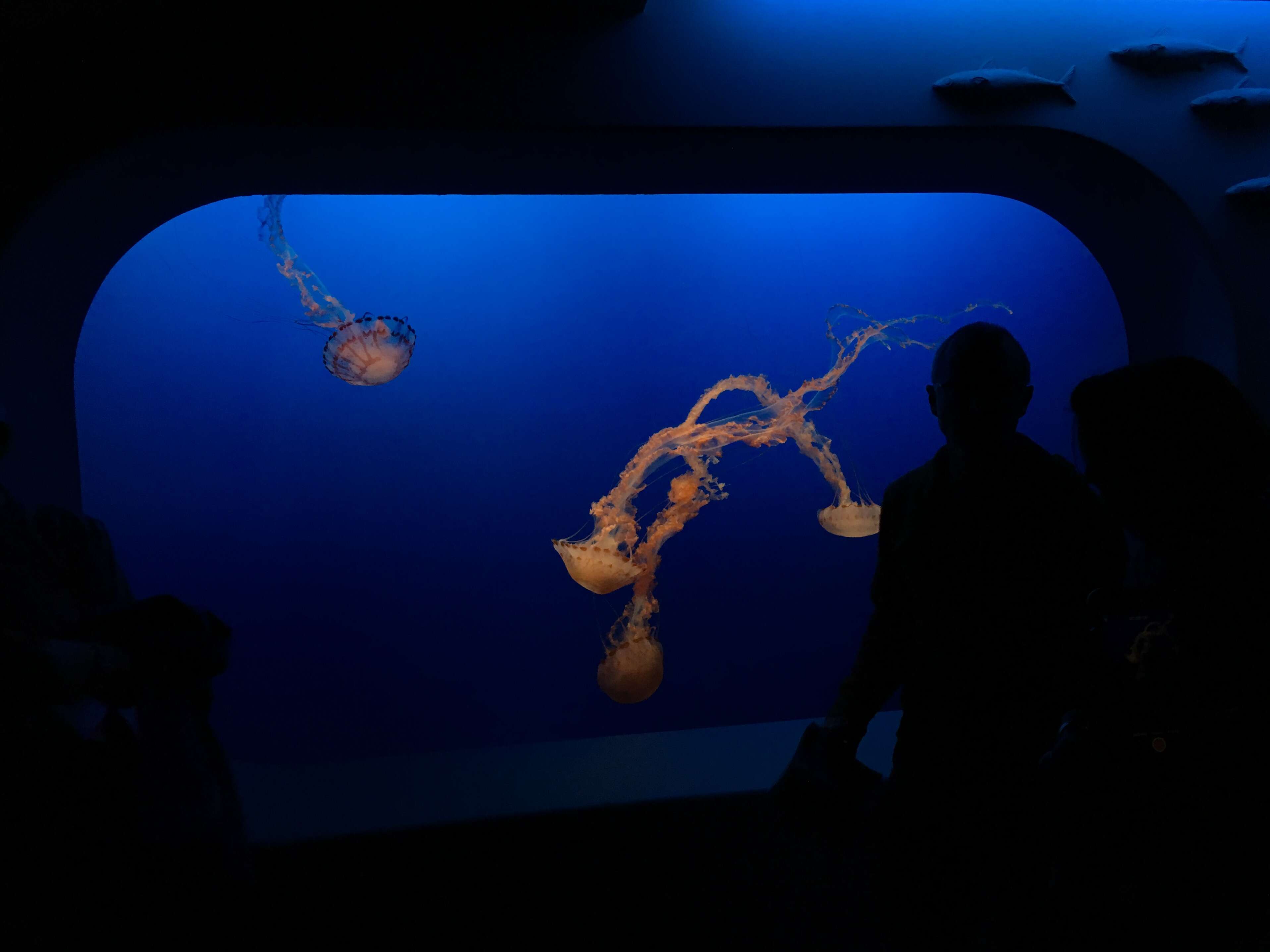 Image of purple-striped jellyfish