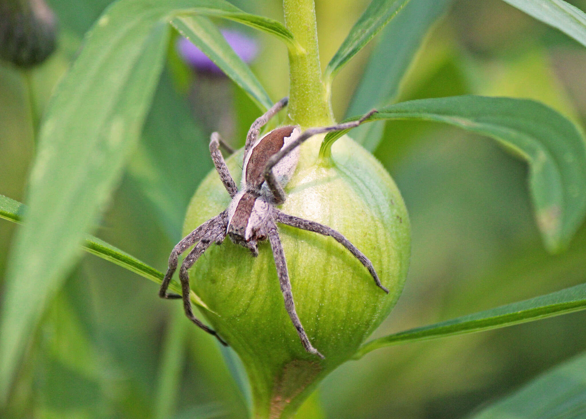 Image of Nursery Web Spider