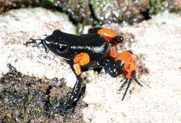 Image of Black Golden Frog