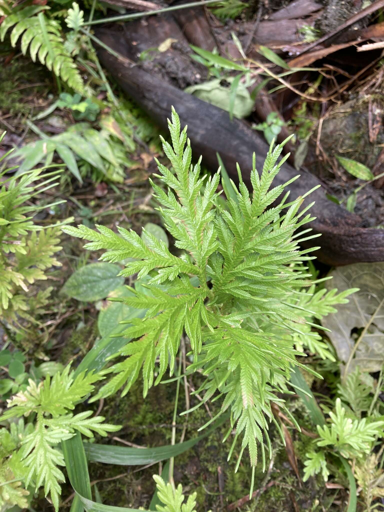 Image of Asian spikemoss