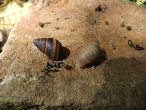 Imagem de <i>Bulimulus guadalupensis</i>