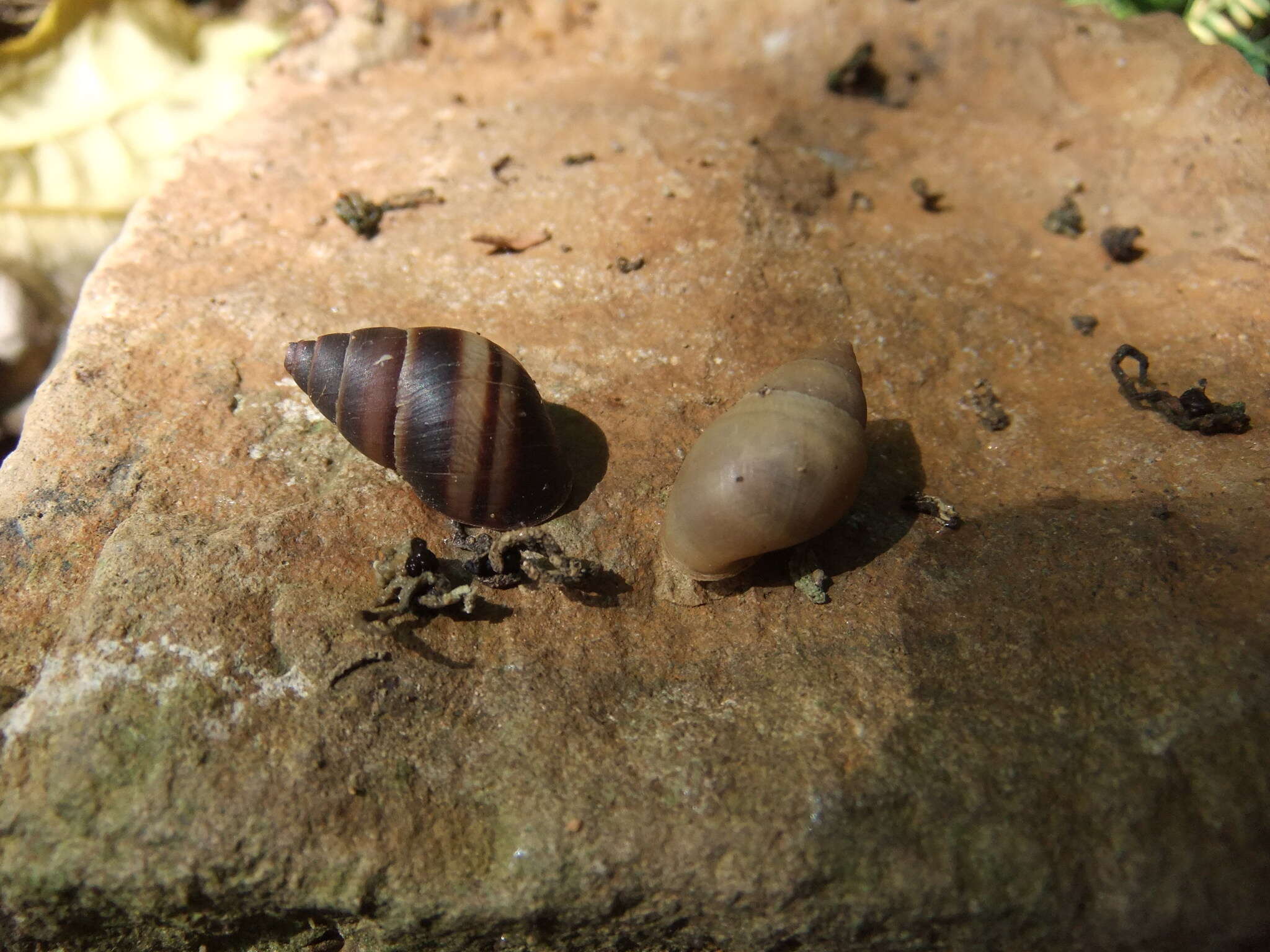 Image of West indian bulimulus