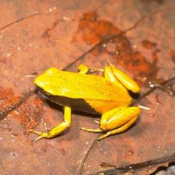 Image of Eastern Golden Frog