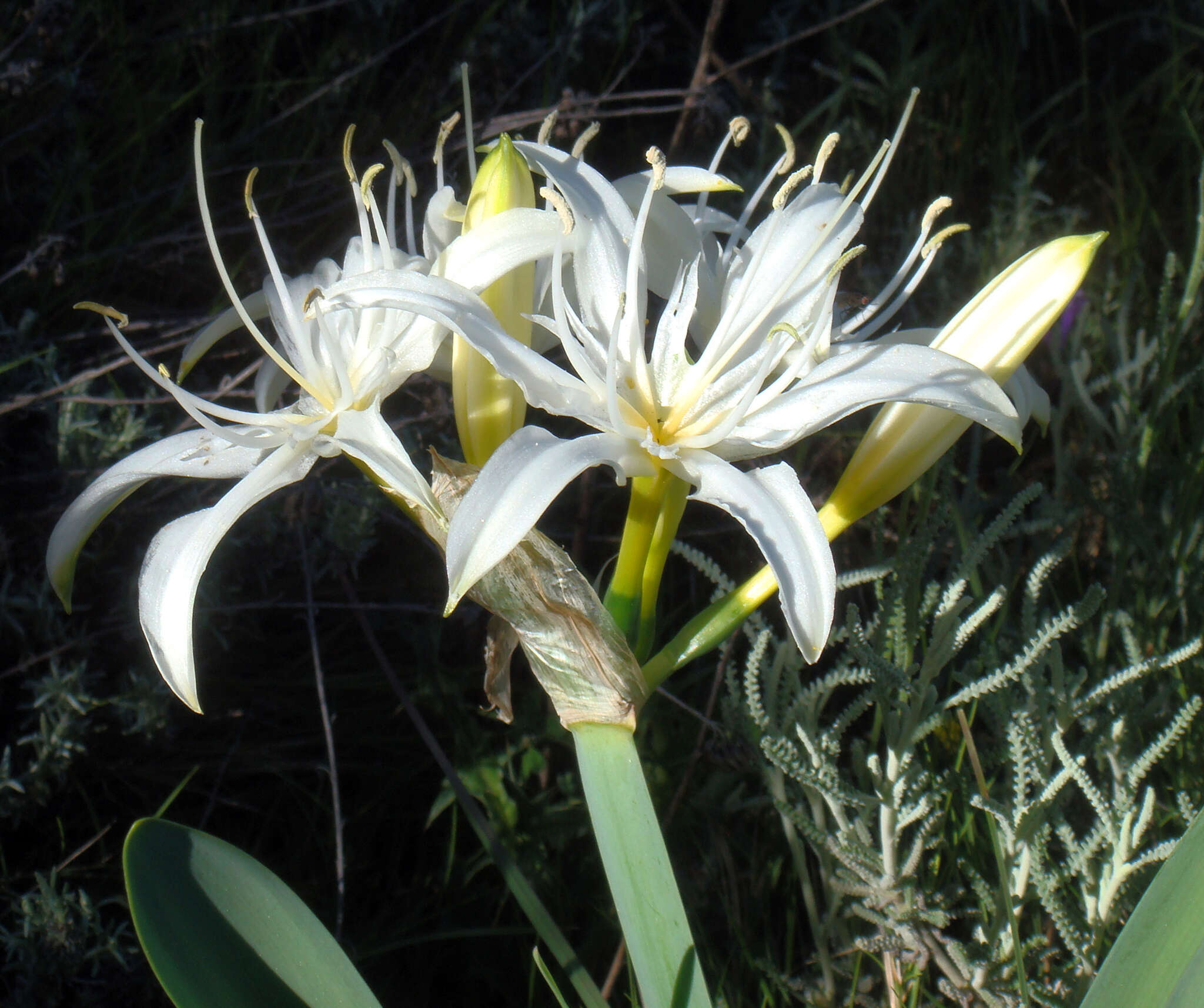 Imagem de Pancratium illyricum L.