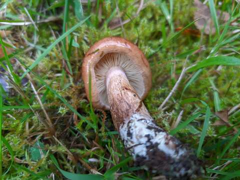 Image of Tricholoma fulvum (DC.) Bigeard & H. Guill. 1909