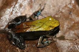 Image of Blue-legged mantella