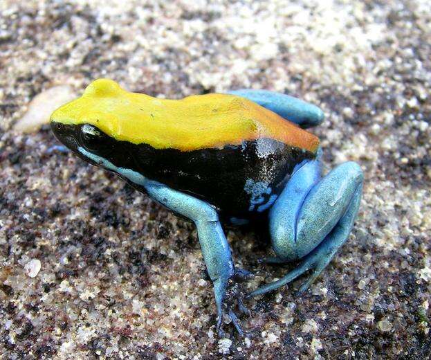 Image of Blue-legged Mantella