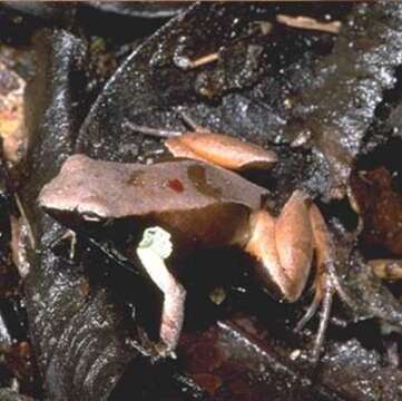 Image of Haraldmeier's Mantella