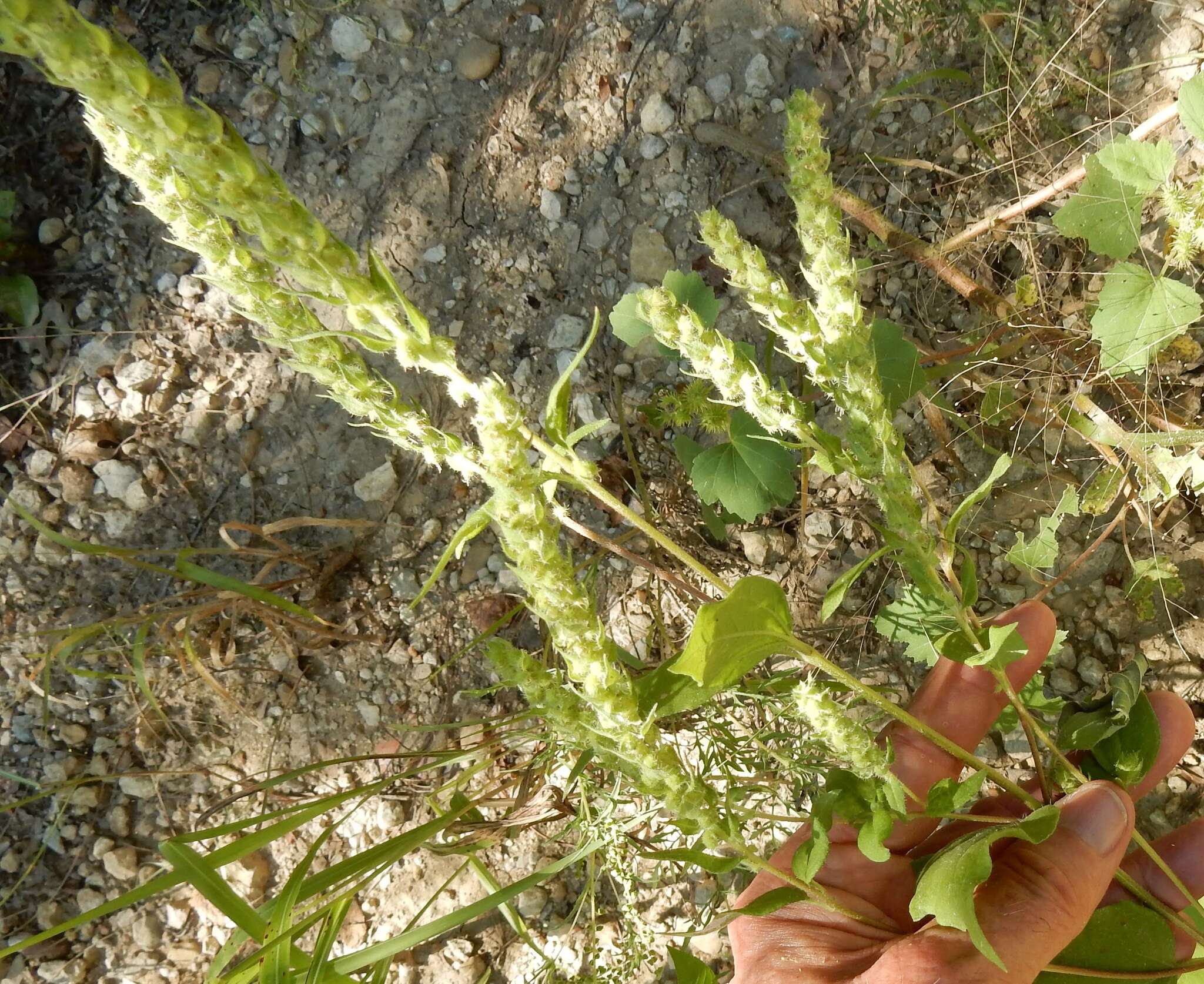 Image of annual marsh elder