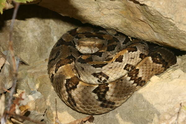 Image of Timber Rattlesnake