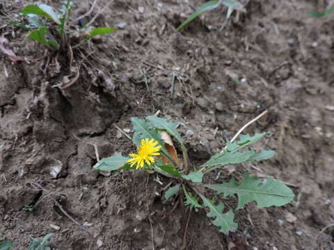 Image of Common Dandelion