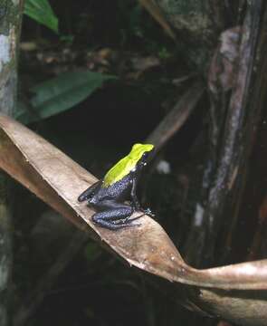 Image of Arboreal Mantella