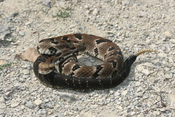 Image of Timber Rattlesnake