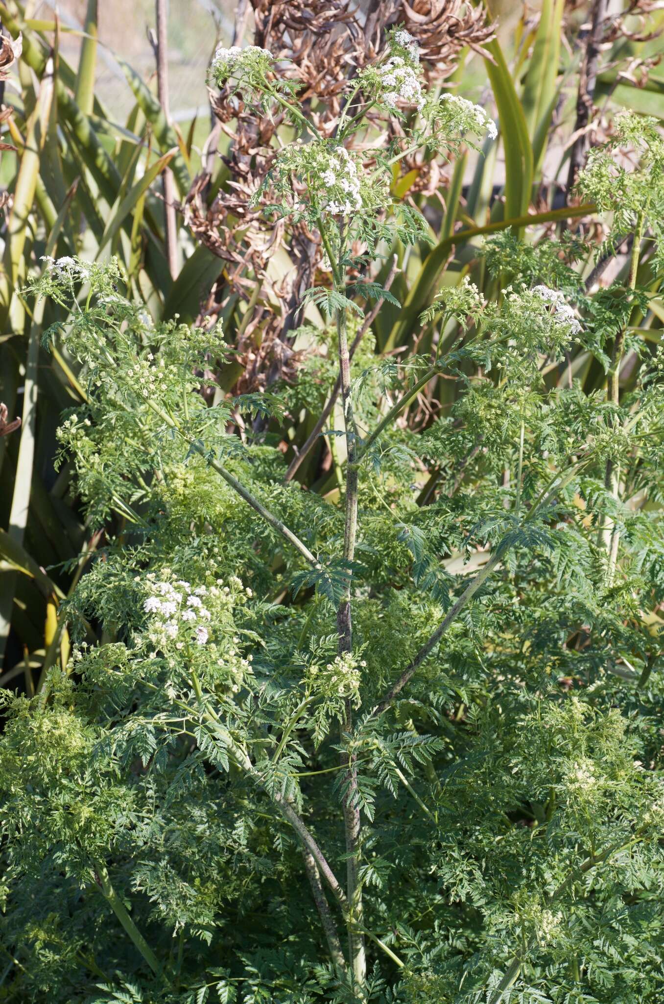 Image of poison hemlock