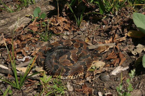 Image of Timber Rattlesnake