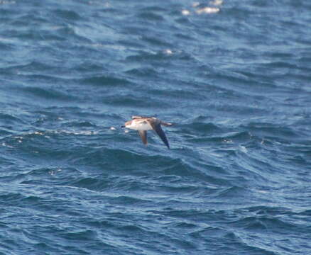 Image of Great Shearwater