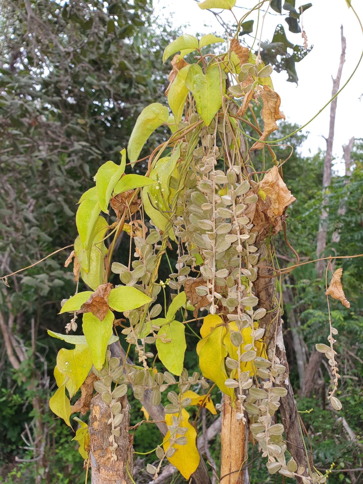 Image de Dioscorea quartiniana A. Rich.