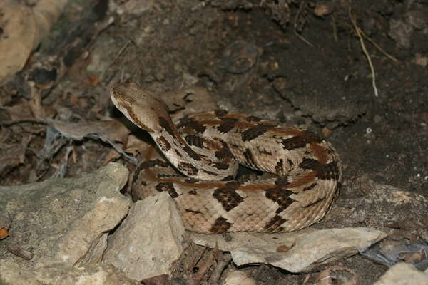 Image of Timber Rattlesnake