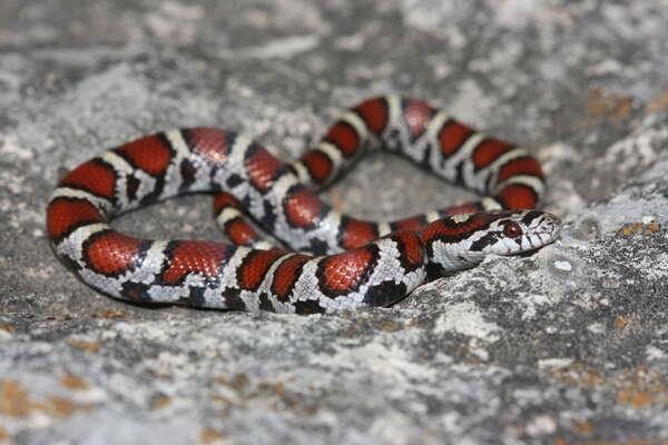 Image of Lampropeltis triangulum triangulum