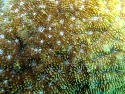 Image of Basket Coral