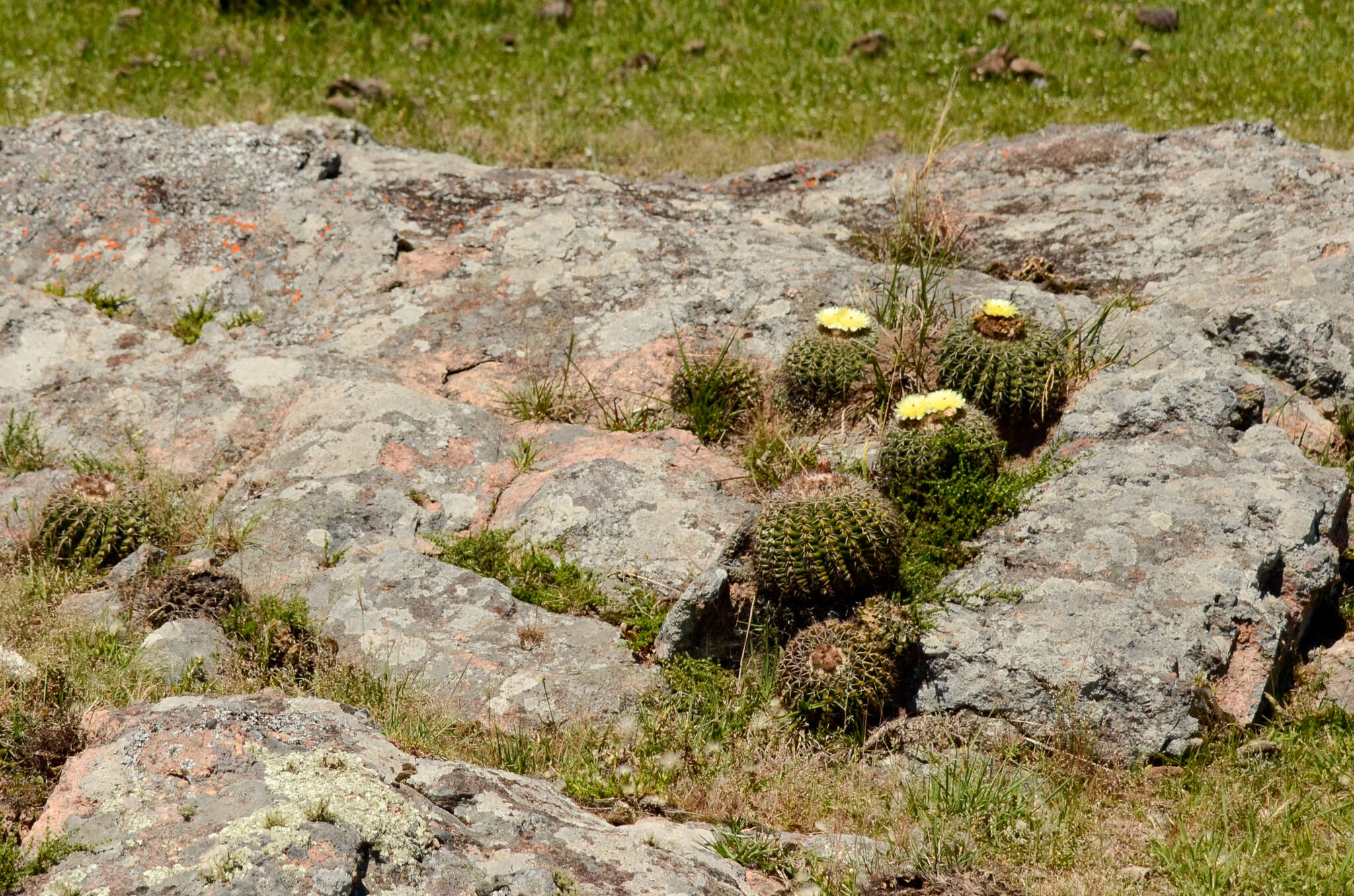 Image of Parodia langsdorffii (Lehm.) D. R. Hunt