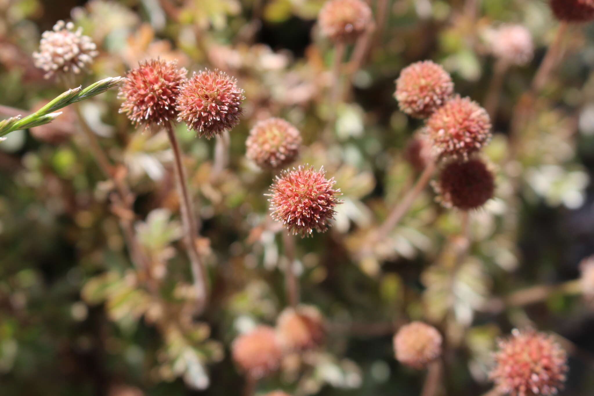 Imagem de Acaena anserinifolia (J. F. & G. Forst.) Druce