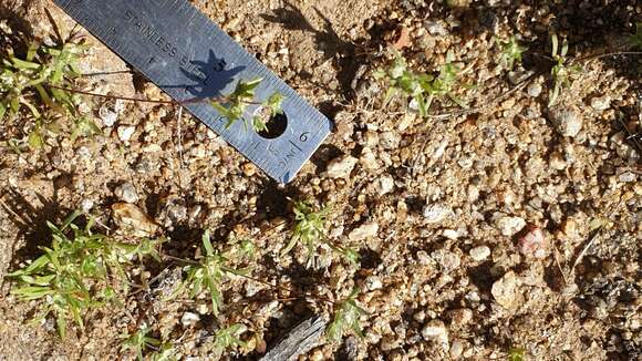 Image of Arizona cottonrose