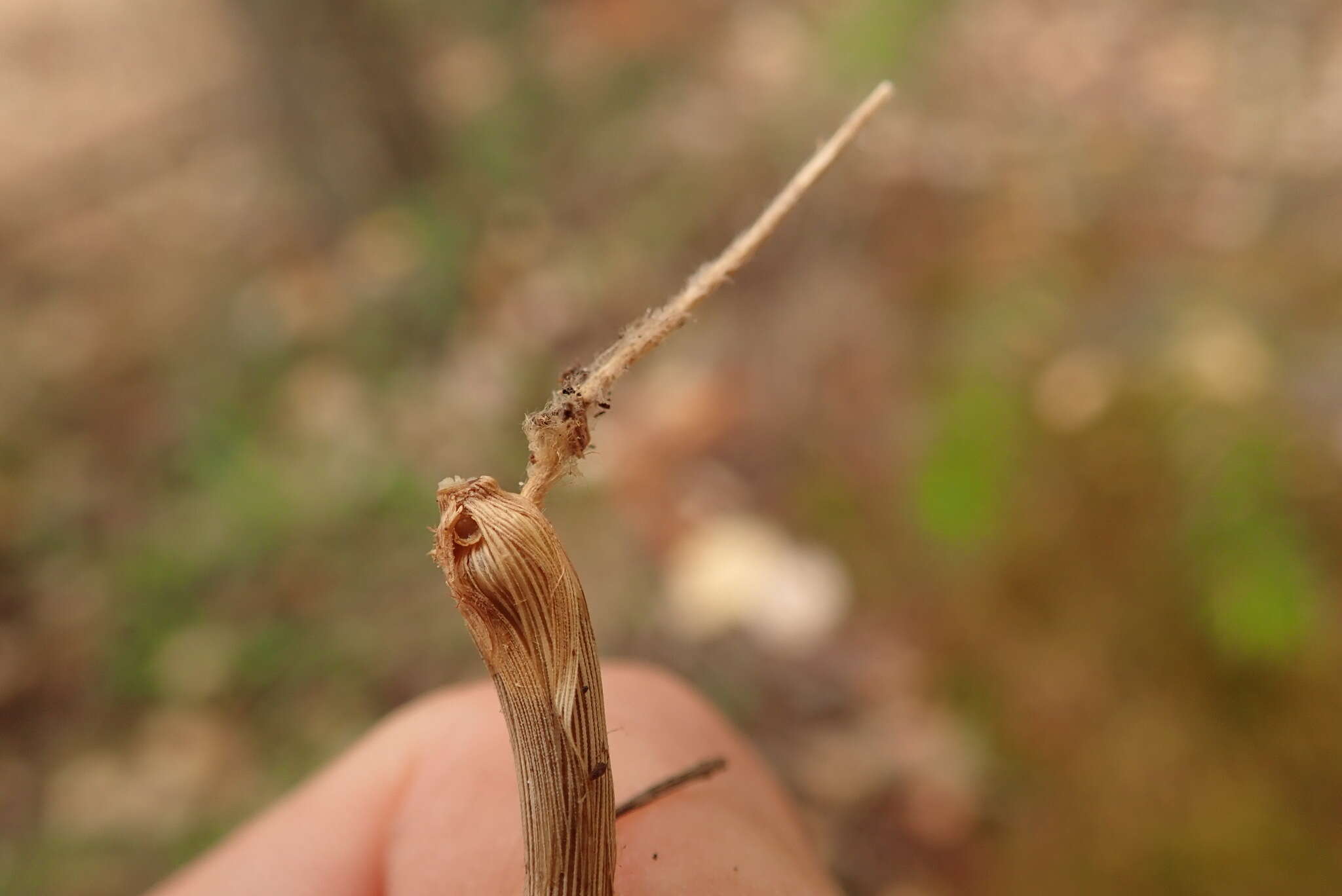 Image of Harford's oniongrass