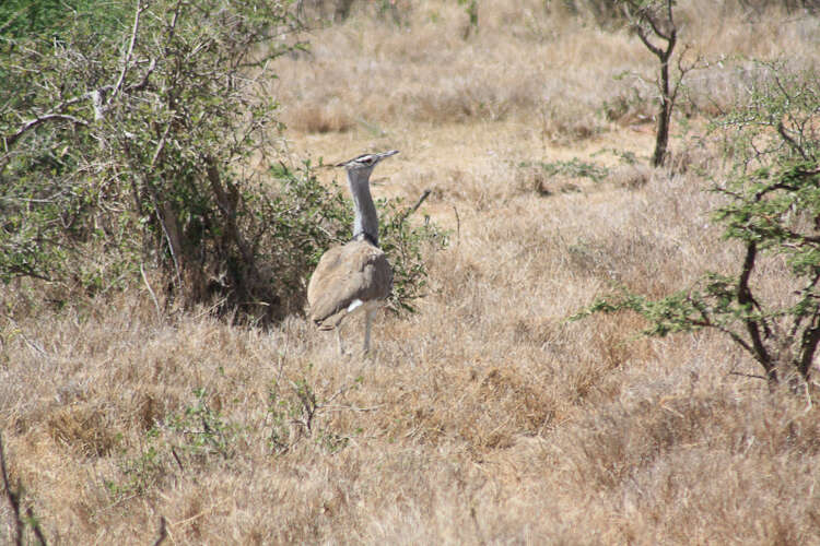 Image of Kori Bustard