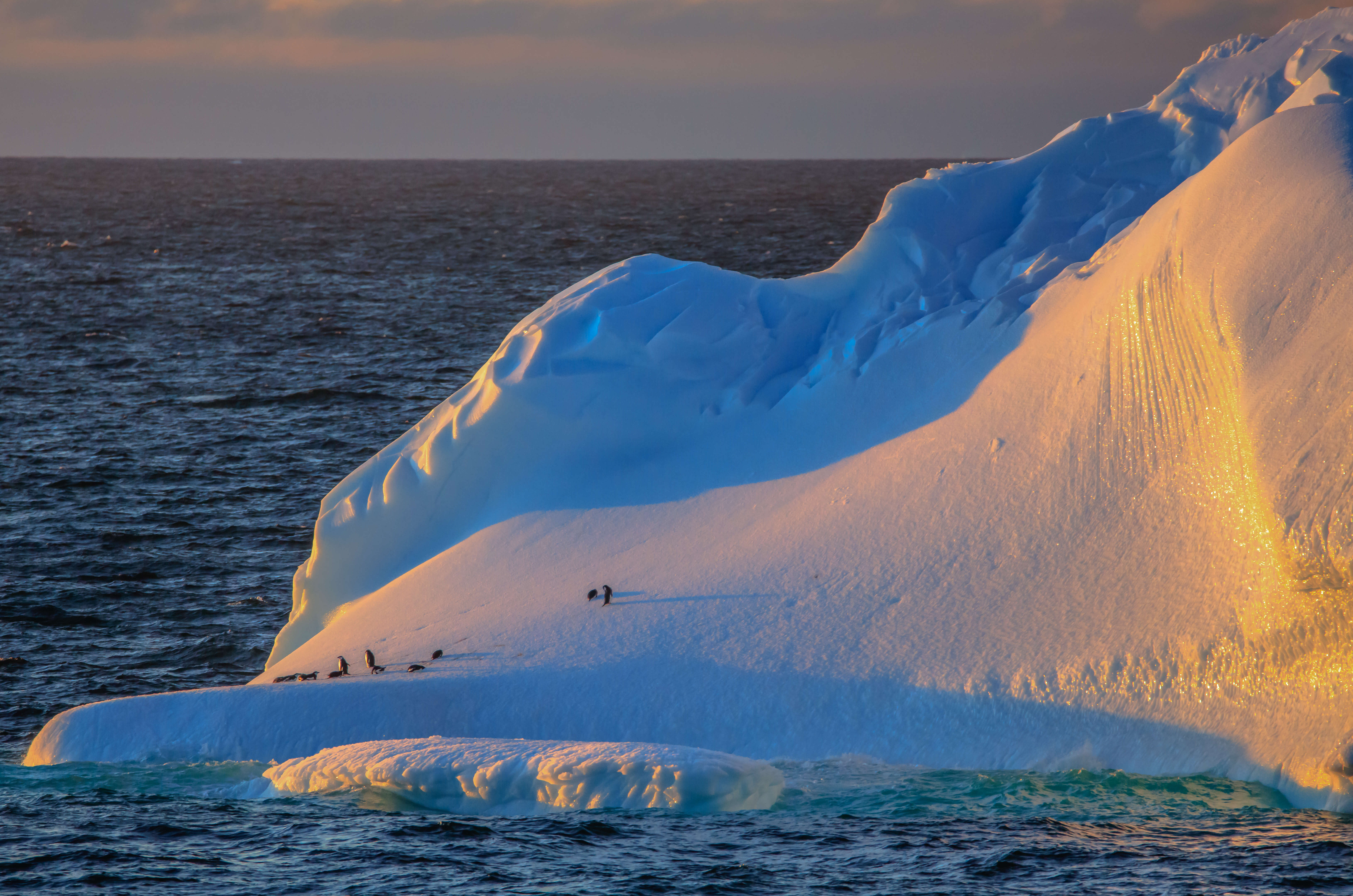 Image of Chinstrap Penguin