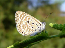 Image of African babul blue