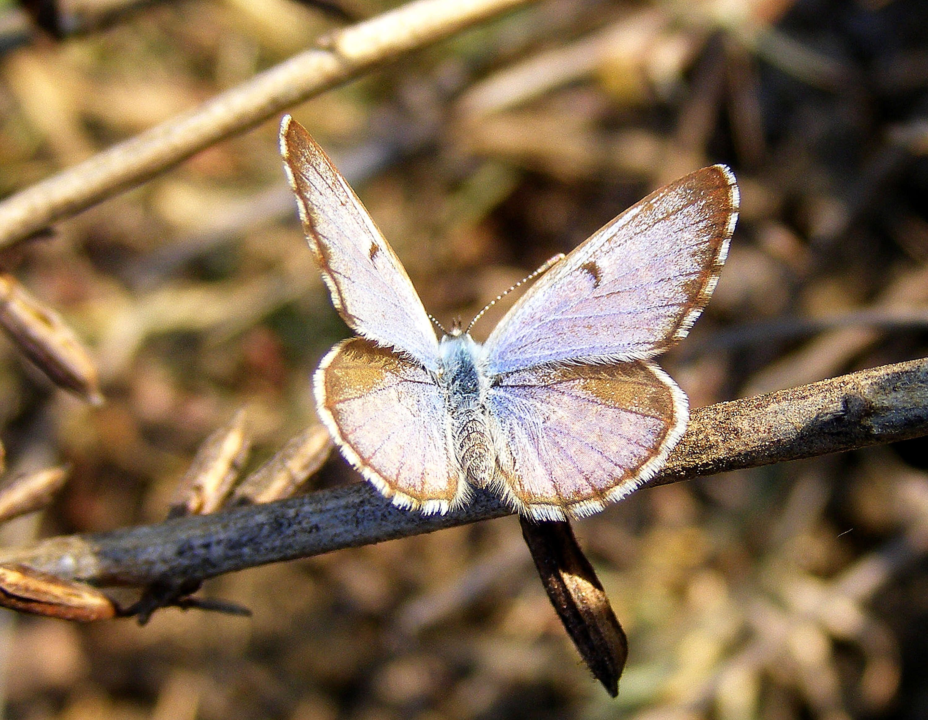 Image of African babul blue