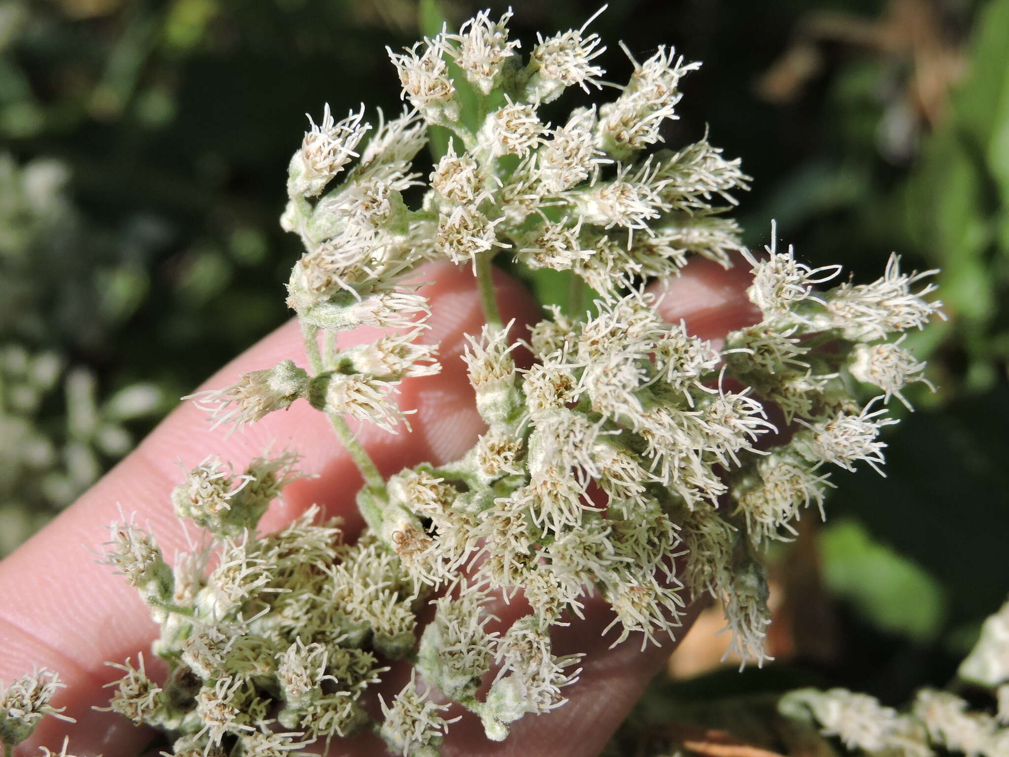 Image of lateflowering thoroughwort