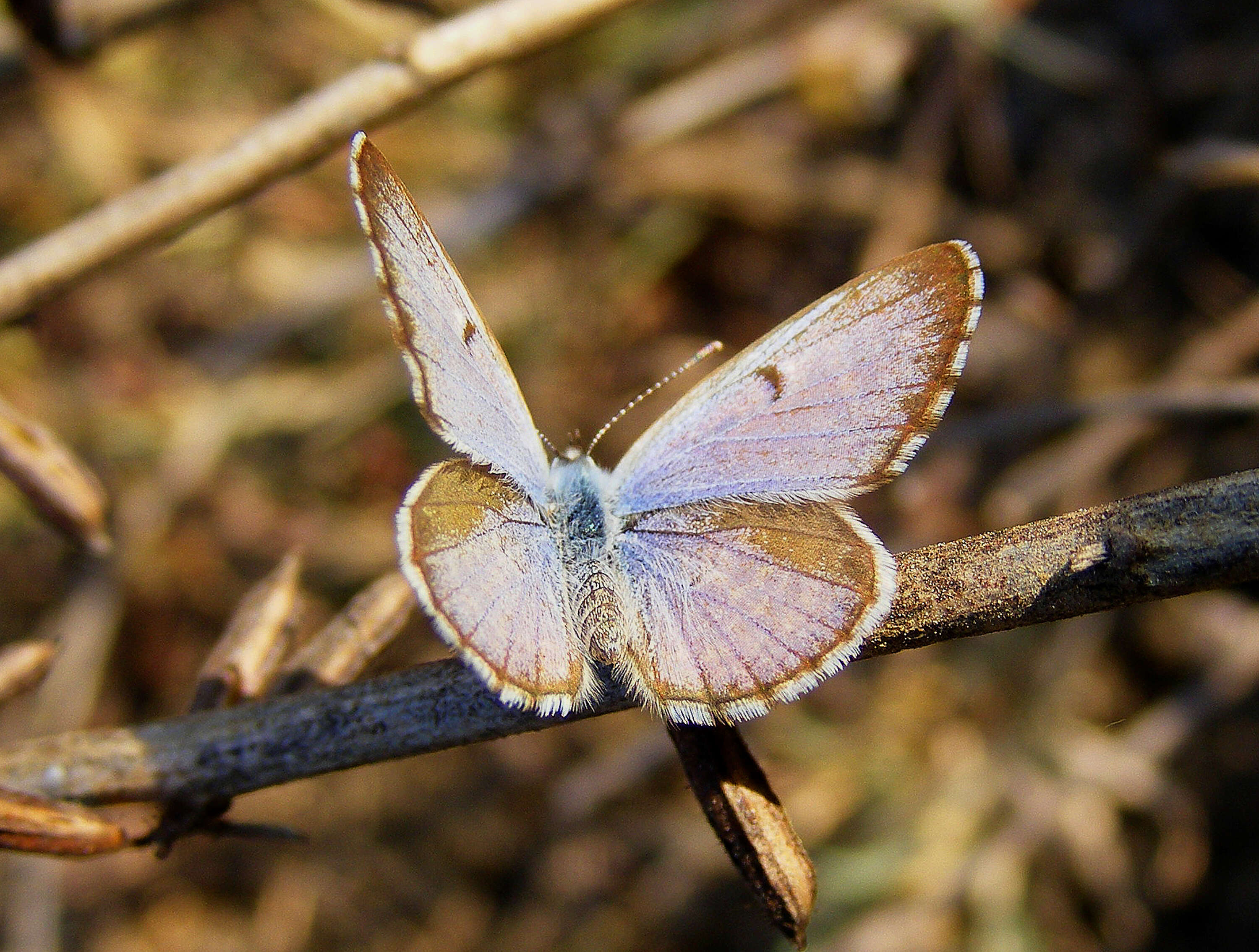 Image of African babul blue