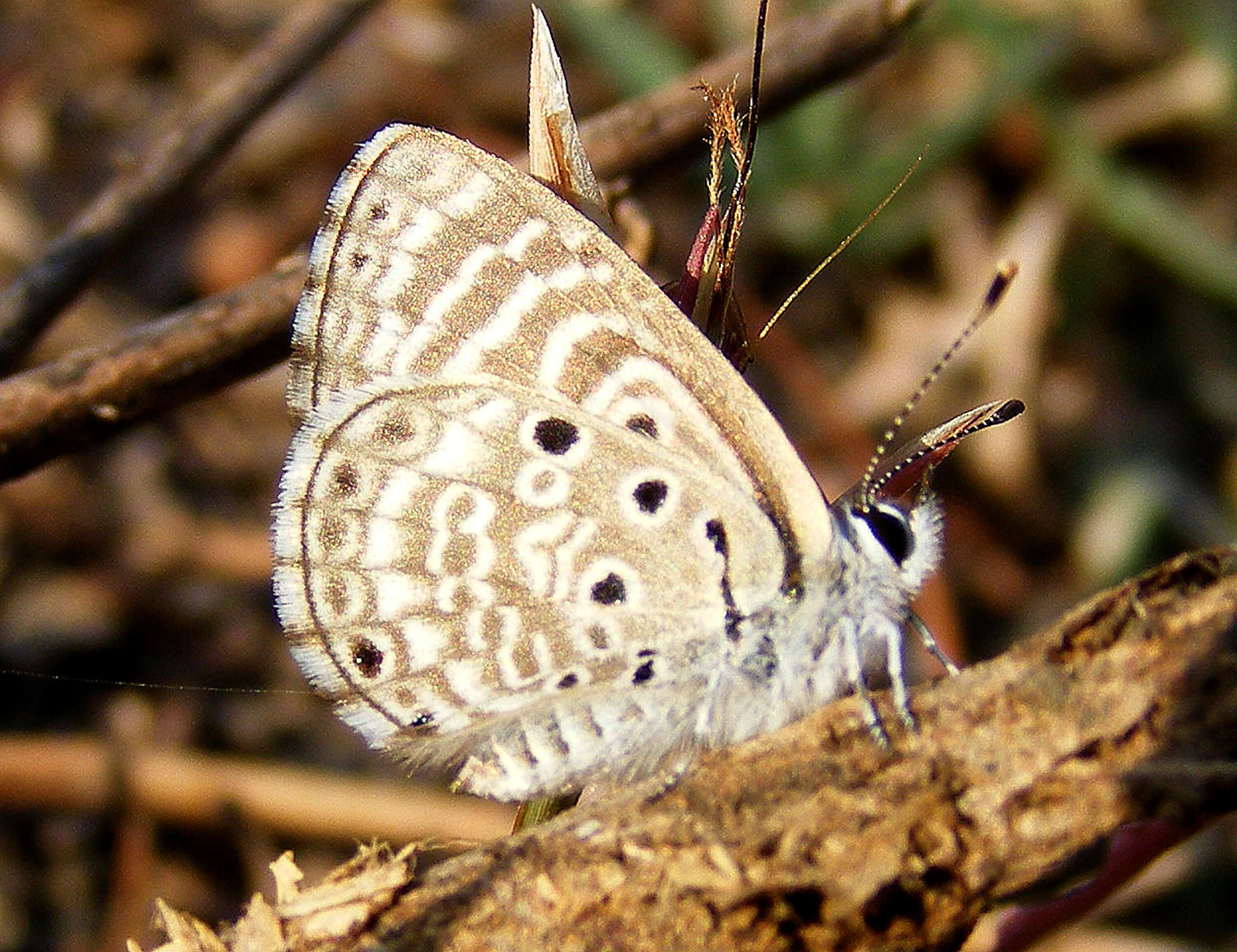 Image of African babul blue