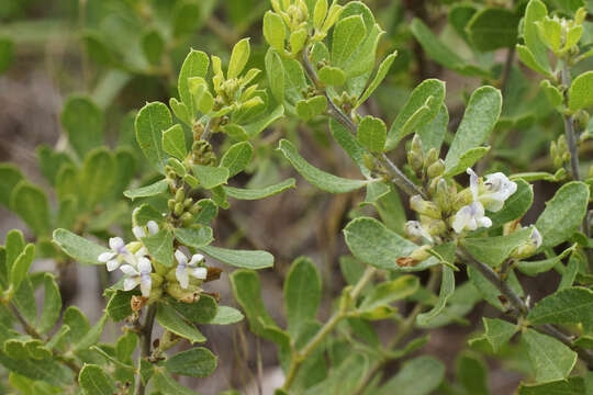 Image of Otholobium polystictum (Harv.) C. H. Stirt.