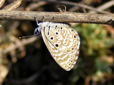 Image of African babul blue