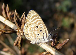 Image of African babul blue