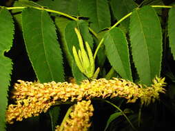 Image of Platycarya