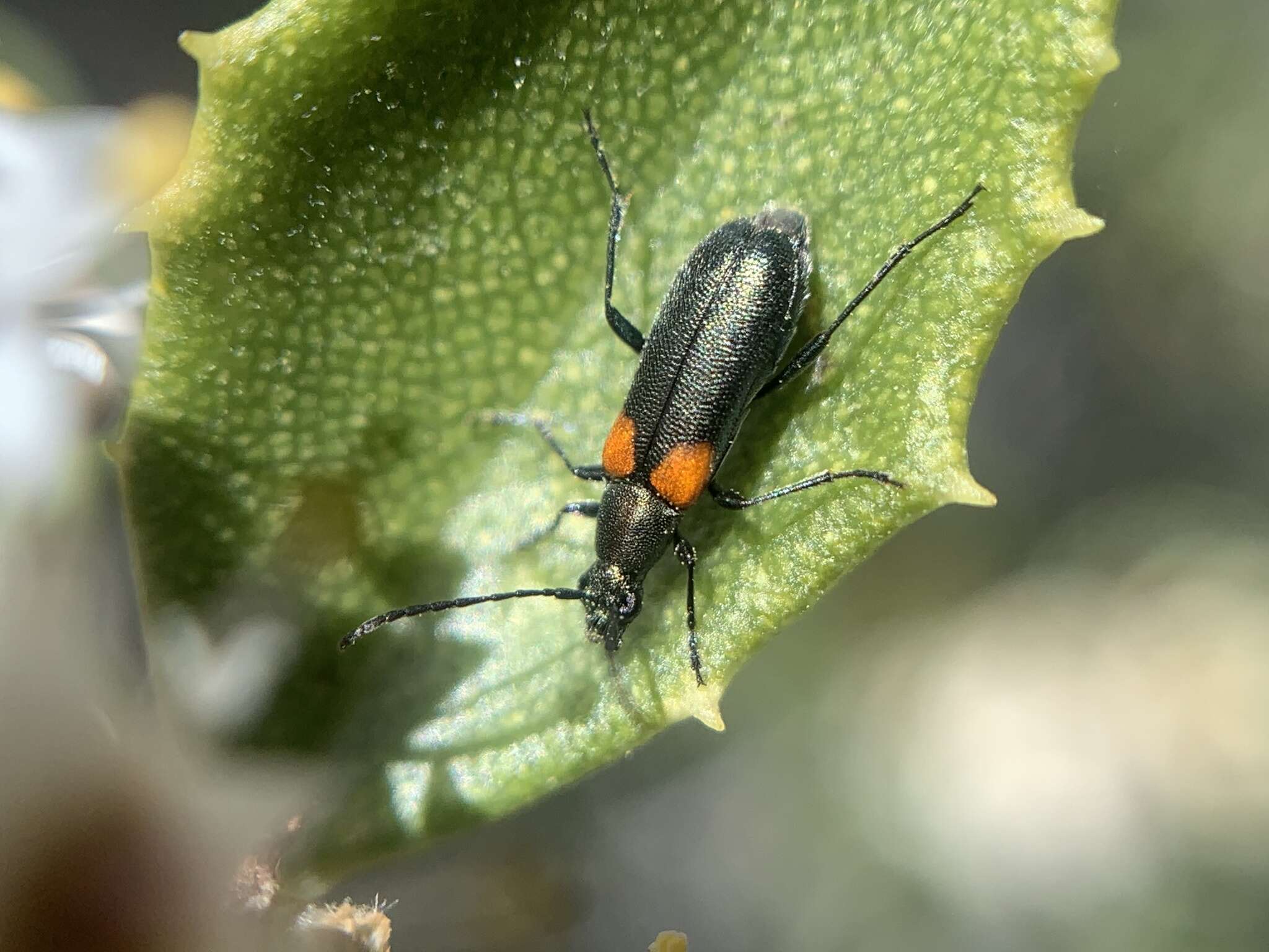 Image of Grammoptera militaris (Chevrolat 1855)