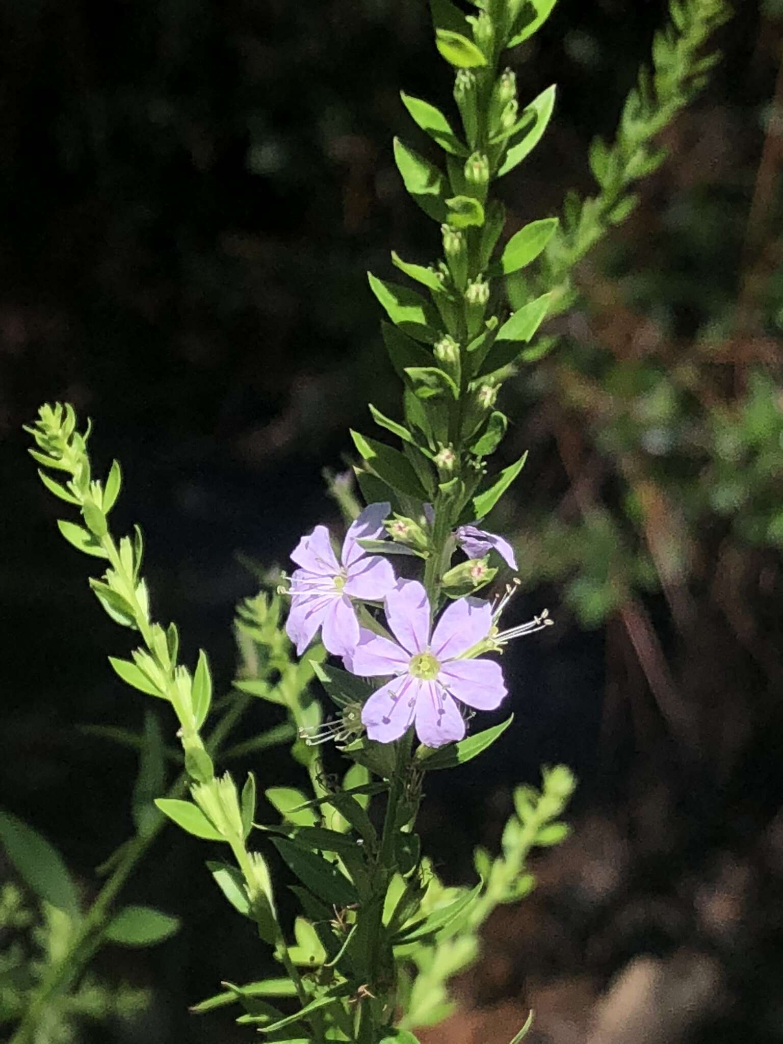 Image of lance-leaved loosetrife