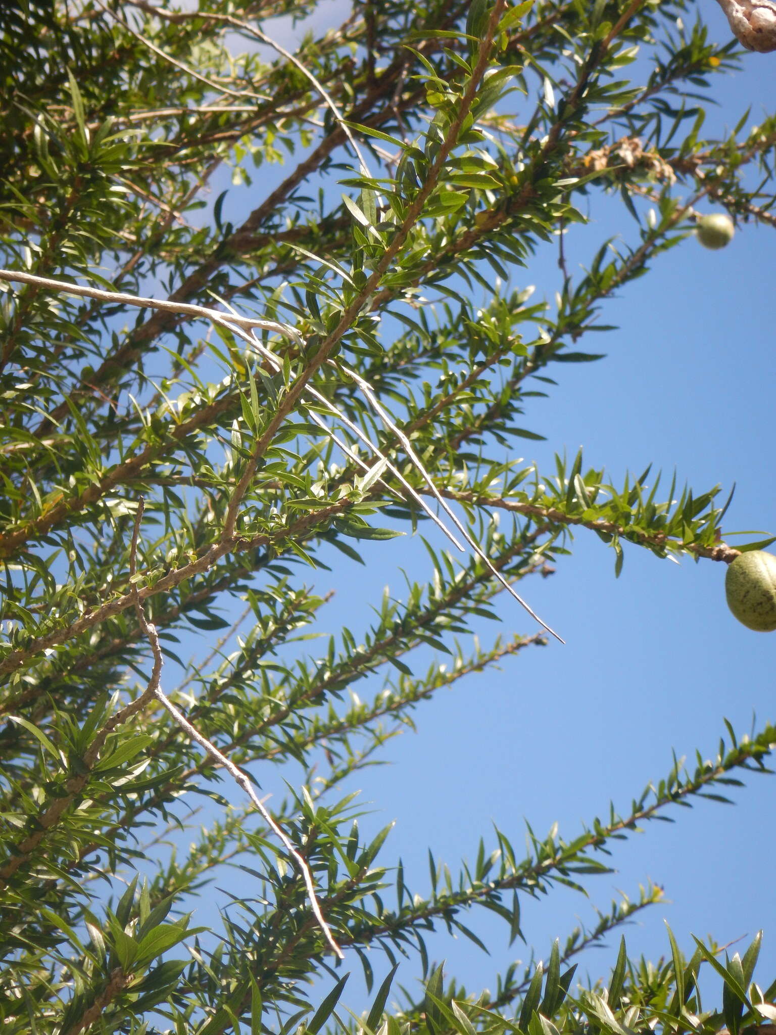 Image de Crescentia linearifolia Miers