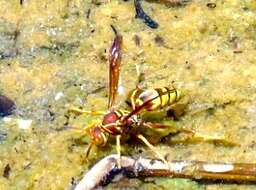 Image of Polistes dorsalis californicus Bohart 1949