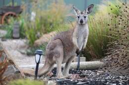 Macropus subgen. Osphranter Gould 1842的圖片