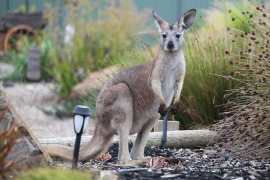 Image of Red kangaroo