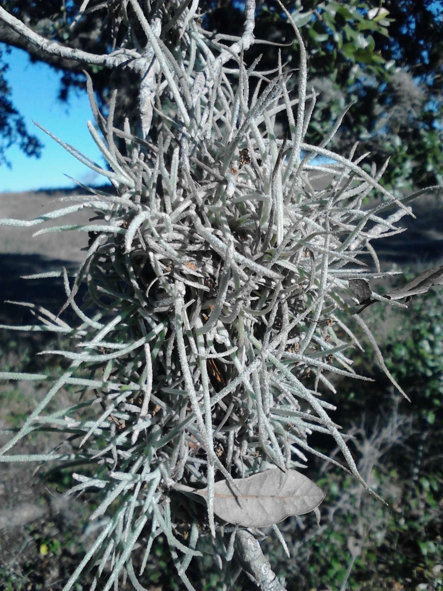 Sivun Tillandsia recurvata (L.) L. kuva