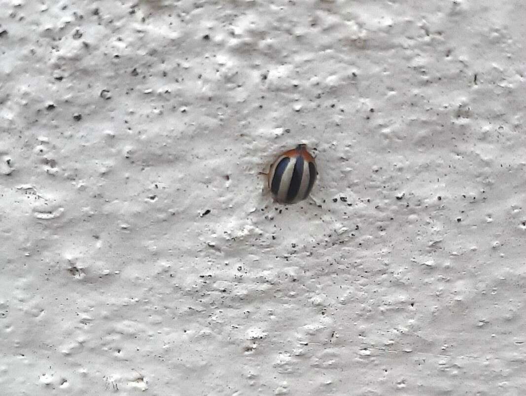 Image of Threestriped lady beetle