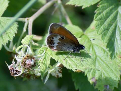 Coenonympha arcania Linnaeus 1761 resmi