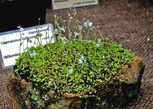 Image de Utricularia sandersonii Oliv.