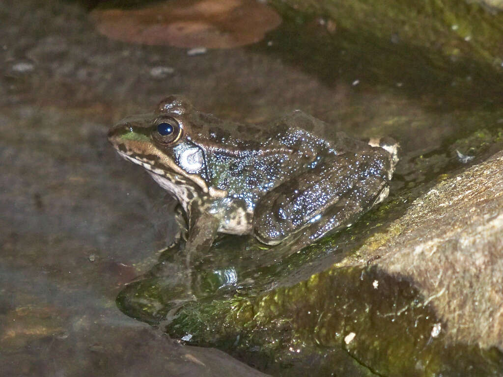 Image of Perez's Frog